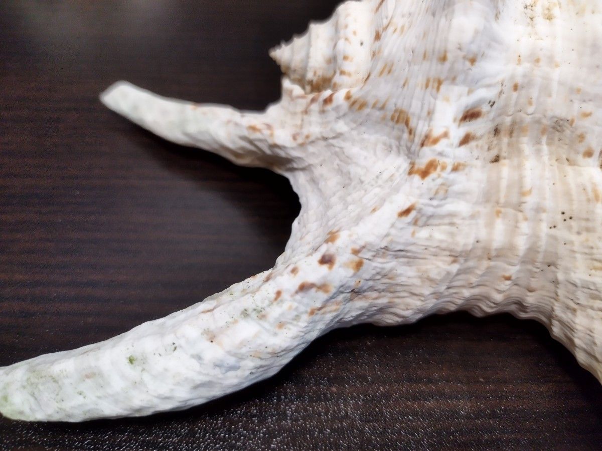 沖縄県産　スイジガイ　クモガイ　サイズ横約２０センチ　縦約１７センチ　貝殻