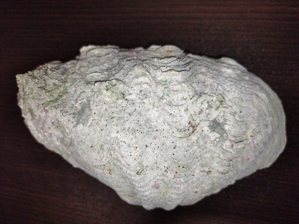 沖縄県産　天然　しゃこ貝殻　二枚貝　貝殻　サイズ縦約１８センチ　横約９．５センチ