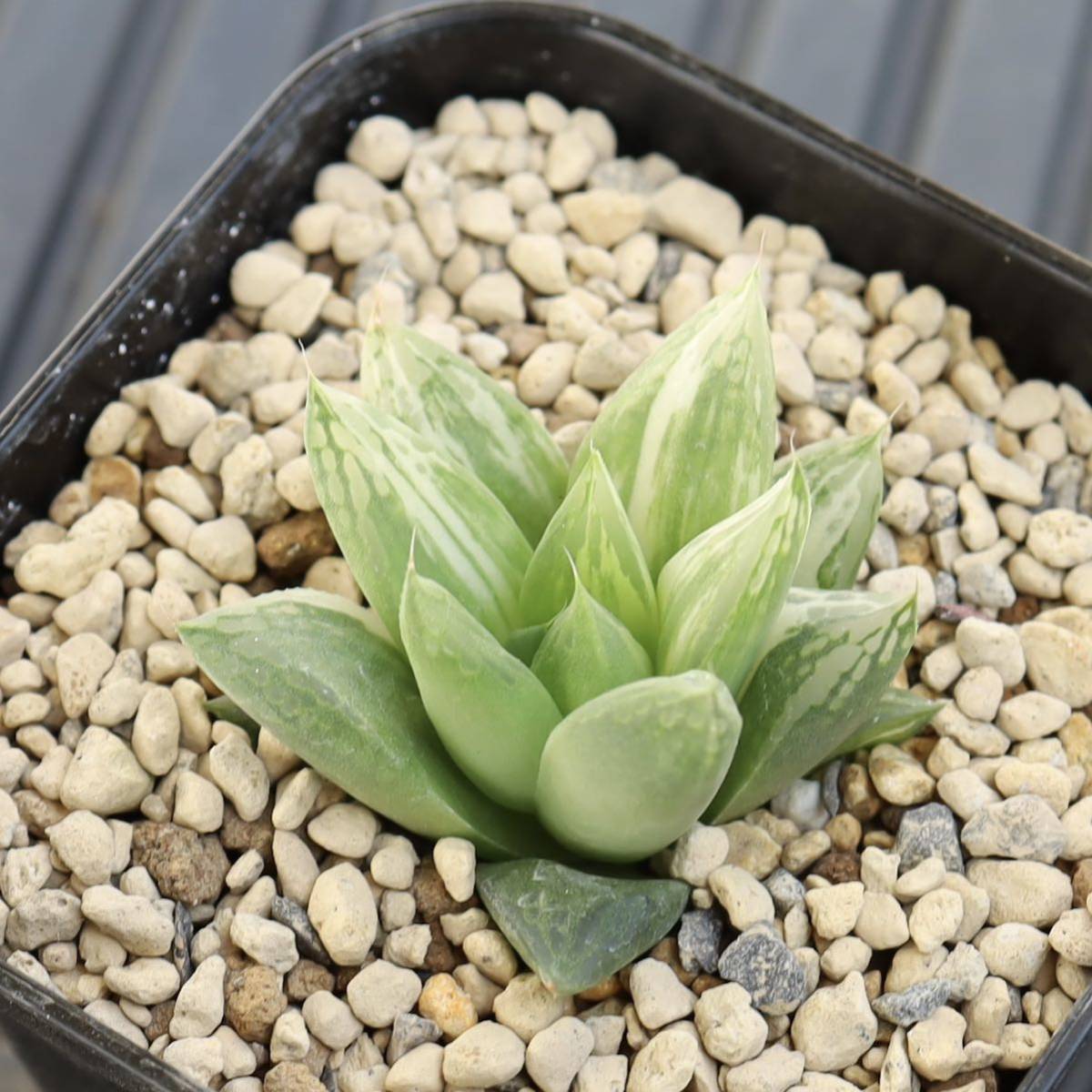 ハオルチア　宝草錦 Haworthia cuspidata f.variegata 斑入り　多肉植物　プレステラ90_画像6