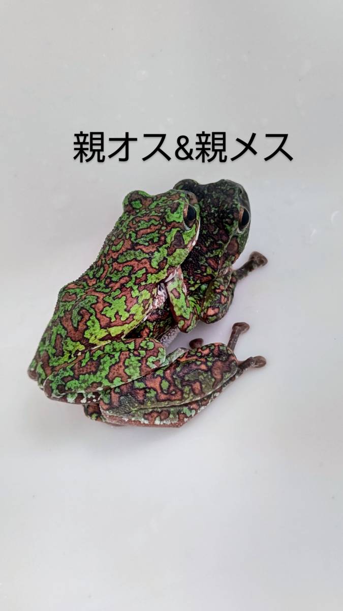 モリアオガエル【E】２０２３年上陸ＣＢ　両親共に静岡県伊豆半島産美麗フルスポット_画像8