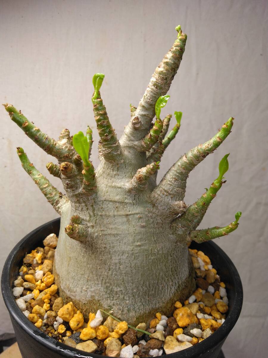 送料込【ドワーフ多頭極太23cm】アデニウム ドワーフ adenium dwarf arabicum セラアート4号ロングごと発送 150_画像1