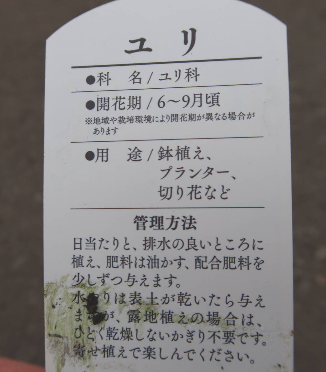 ∮ 花持ち良し 鉄砲ユリ テッポウユリ 耐寒 球根 切り花 ユリ 百合 鉄砲百合 テッポウ百合 ゆり 草花 地植え 庭植え 鉢植え ガーデニング_画像2