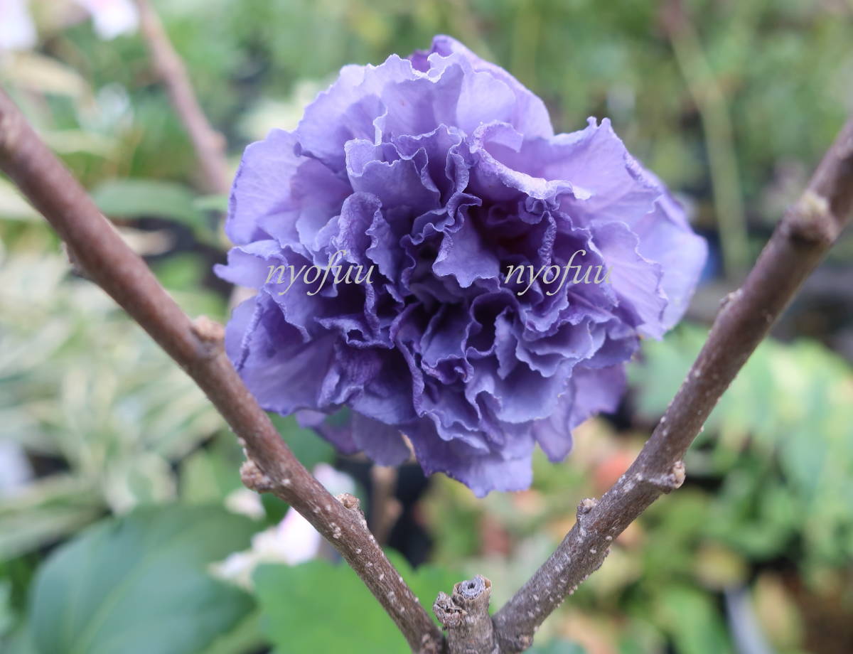 ∮ 鮮やか 八重咲き ムクゲ 紫玉 3.5号苗 A 耐寒 草花 花木 地植え 鉢植え 庭植え ガーデニング_開花時