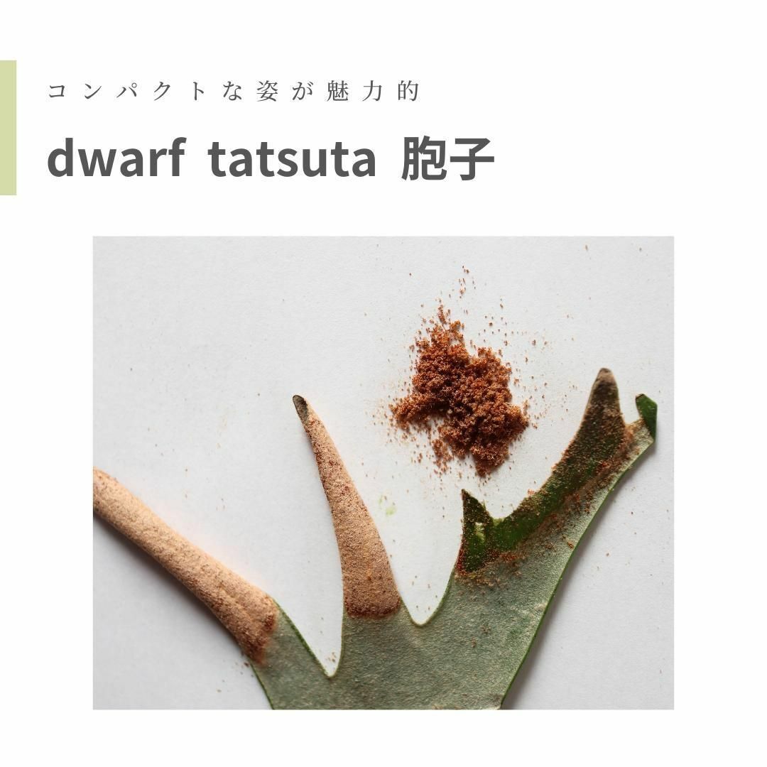 【残り3セット】dwarf tatsuta 胞子 ビカクシダ　ドワーフ　タツタ