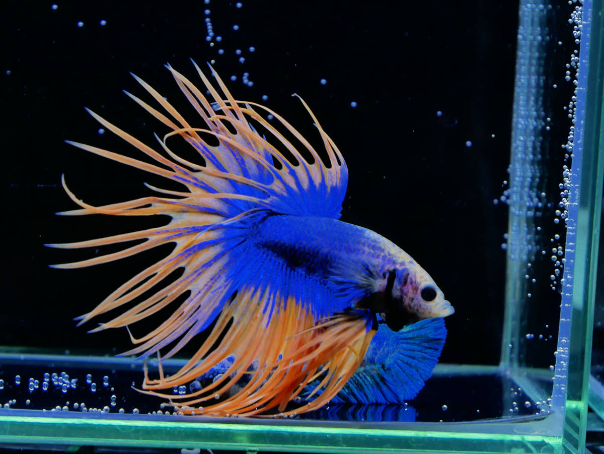 【PoPo Betta】ベタ A6　 CT　ファンシー　♂　タイ直輸入　★説明文ご確認ください12/28_画像1