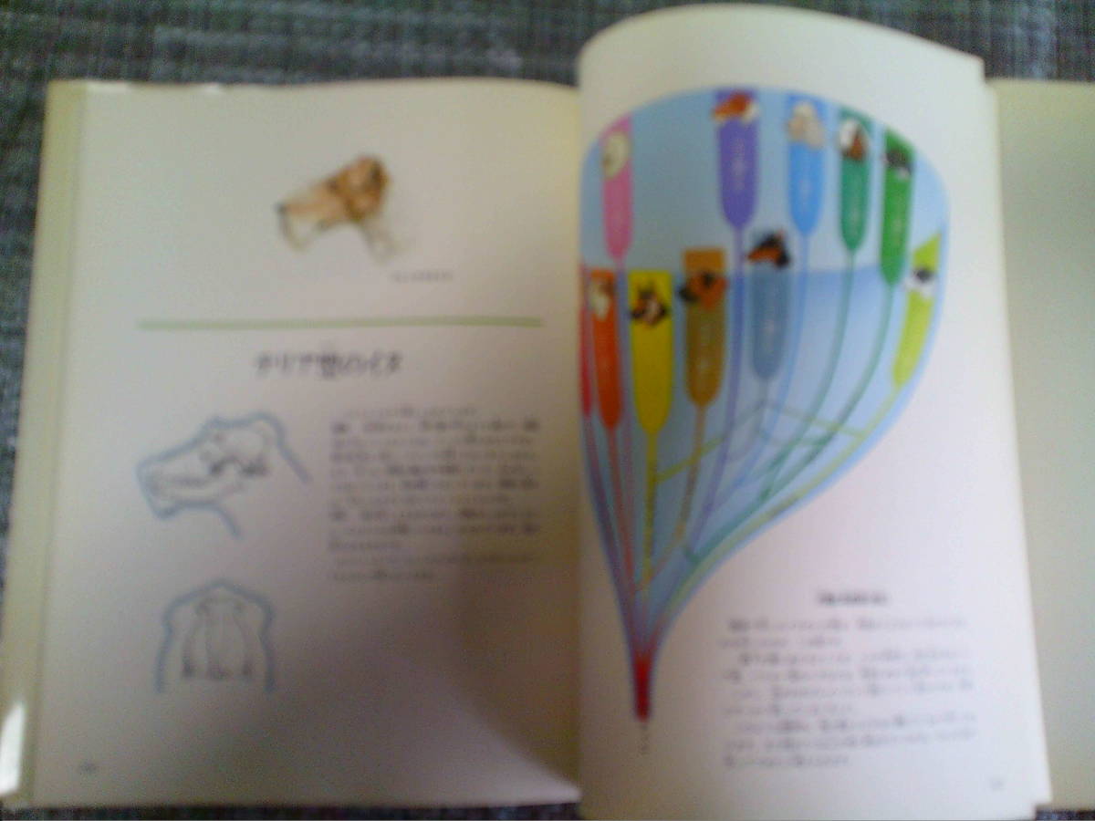  собака. книга@ собака Kyoikusha это тайна . животное 1 шт. магазин регулировка товар 