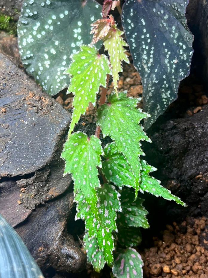 Begonia sp. Aurora,Luzon 500-600m 発根済みカット苗1株　ベゴニア/原種/パルダリウム/熱帯植物_画像2