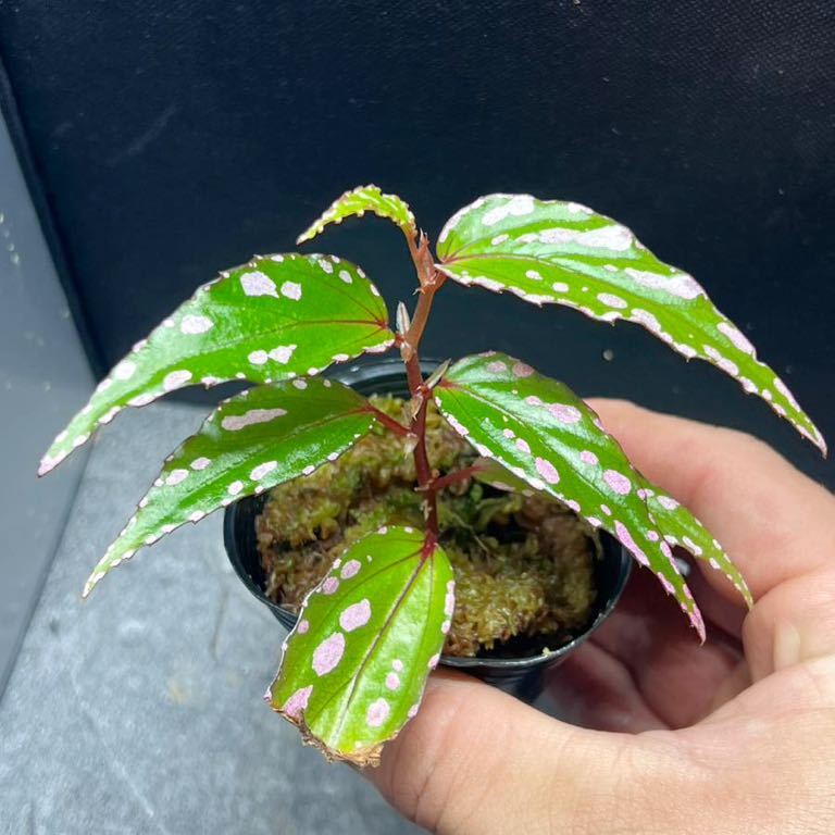 Begonia sp.Nanga pinoh 1株　原種ベゴニア/熱帯植物/パルダリウム/ビバリウム_画像1