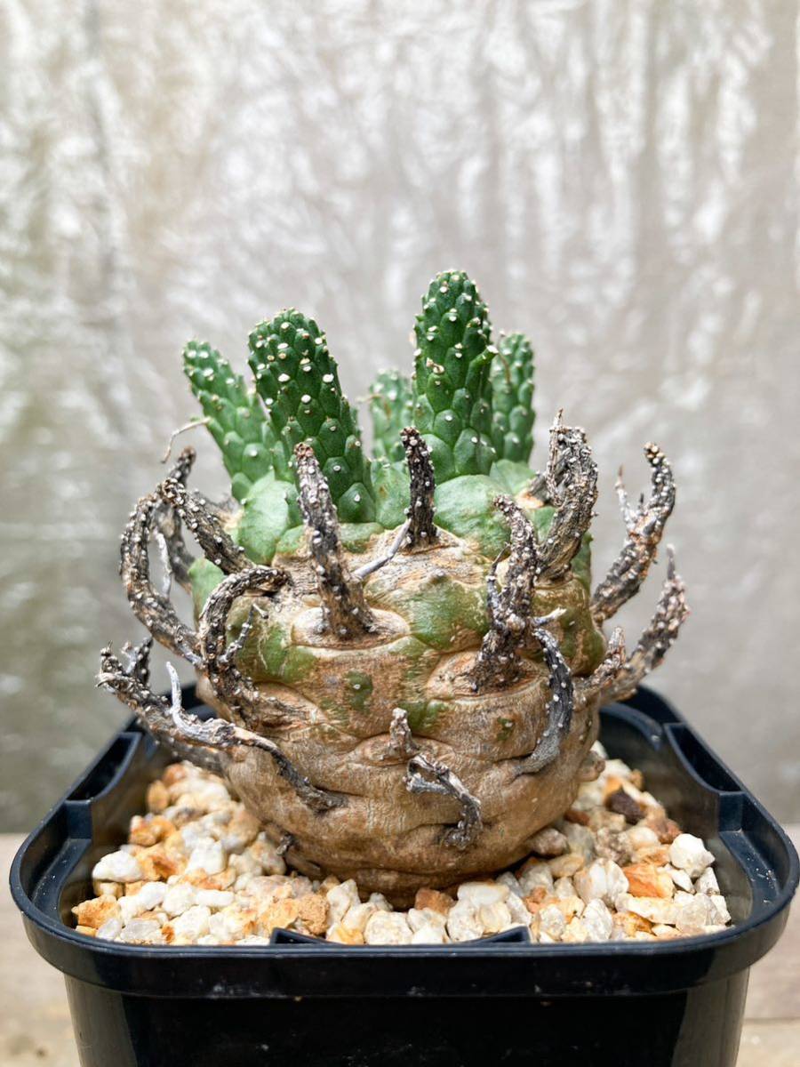 Euphorbia gamkensis F33【良型】 ユーフォルビア ガムケンシス_画像8