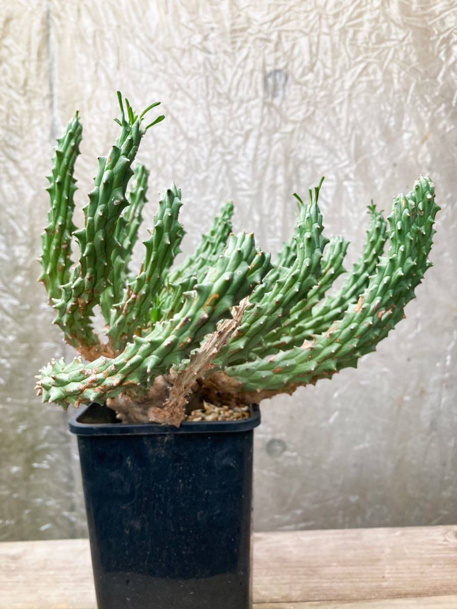 Euphorbia tuberculata F47【美株】ユーフォルビア ツベルクラータ_画像4