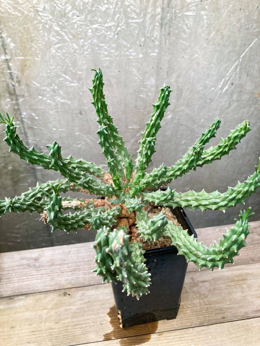 Euphorbia tuberculata F47【美株】ユーフォルビア ツベルクラータ_画像8