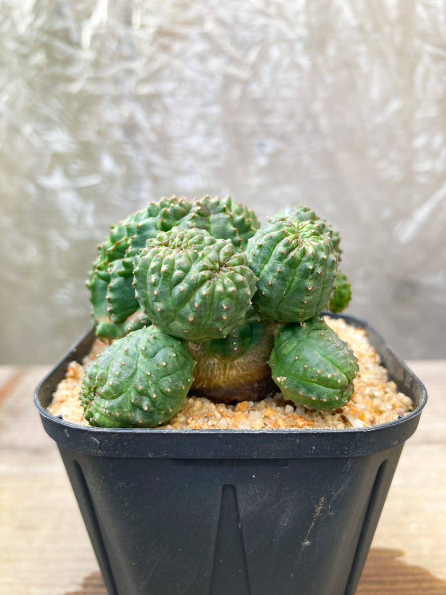 Euphorbia obesa F50【綴化・モンスト】ユーフォルビア オベサ_画像5