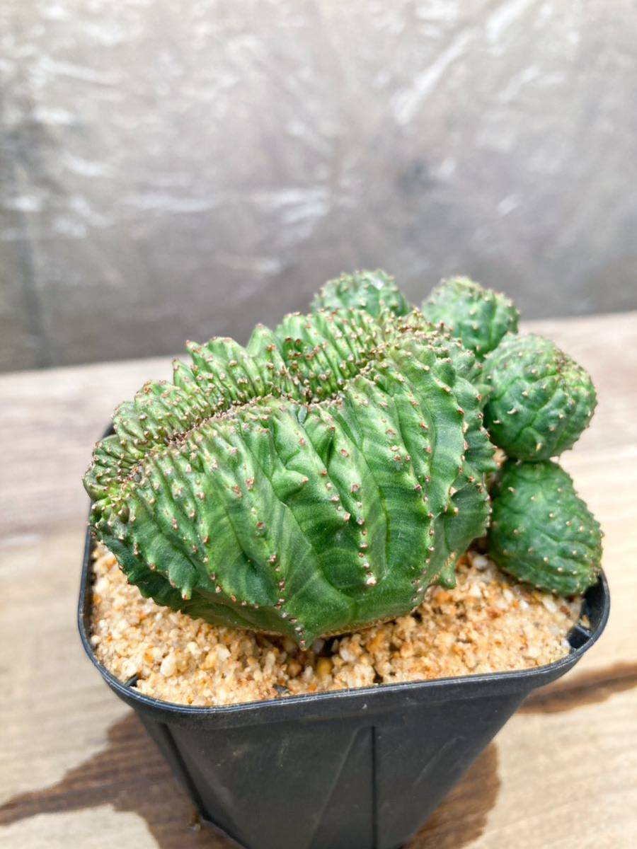 Euphorbia obesa F50【綴化・モンスト】ユーフォルビア オベサ_画像1