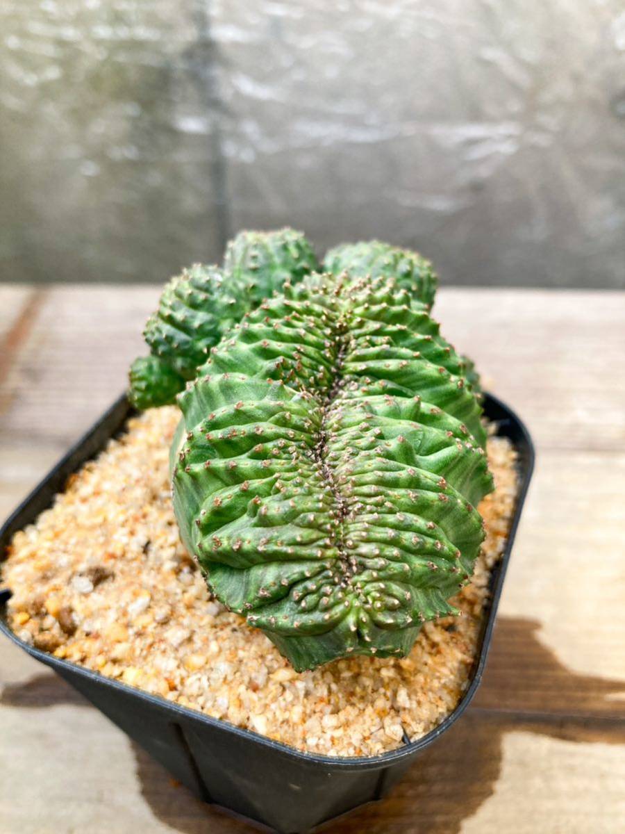 Euphorbia obesa F50【綴化・モンスト】ユーフォルビア オベサ_画像8