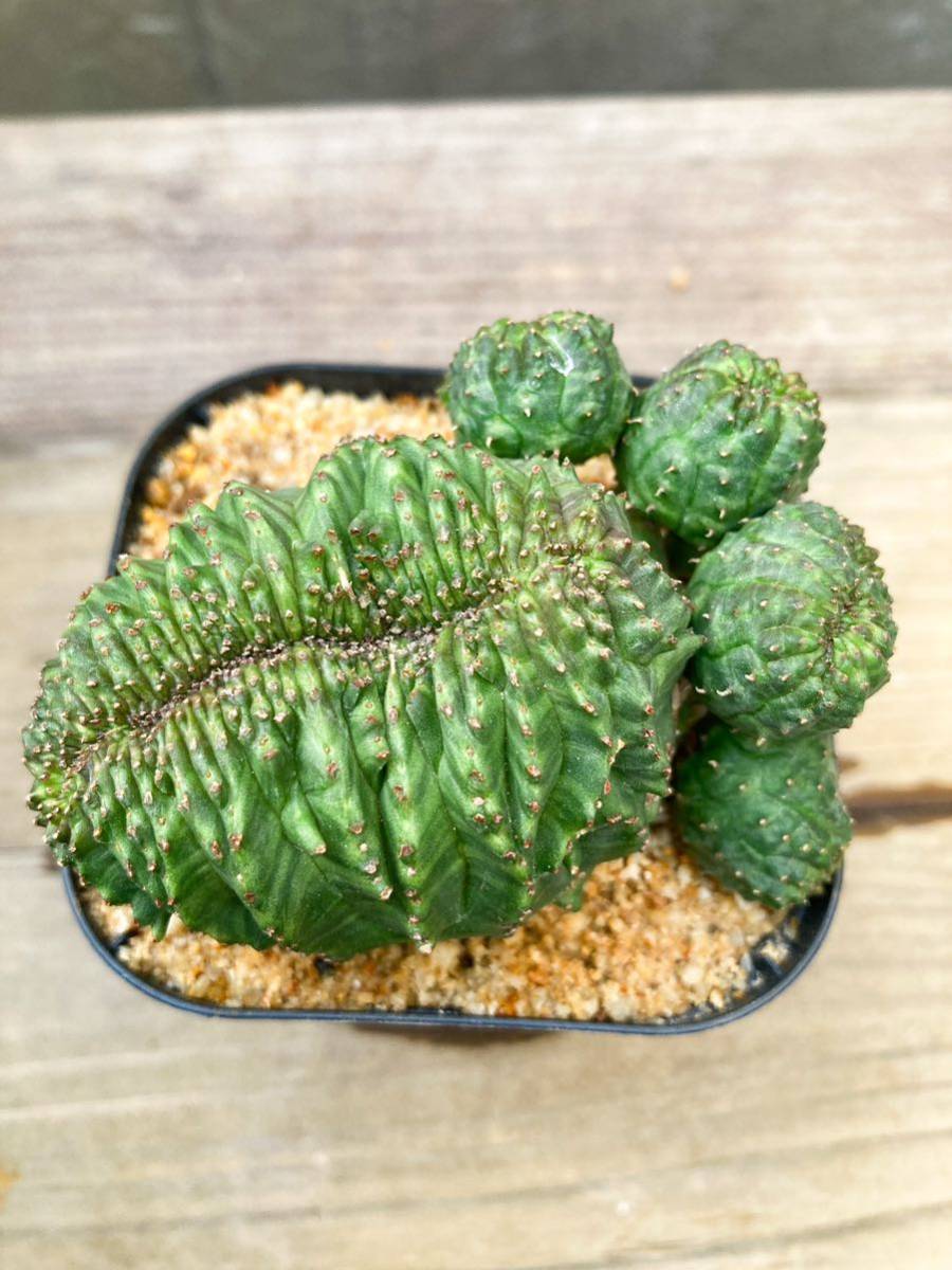 Euphorbia obesa F50【綴化・モンスト】ユーフォルビア オベサ_画像2
