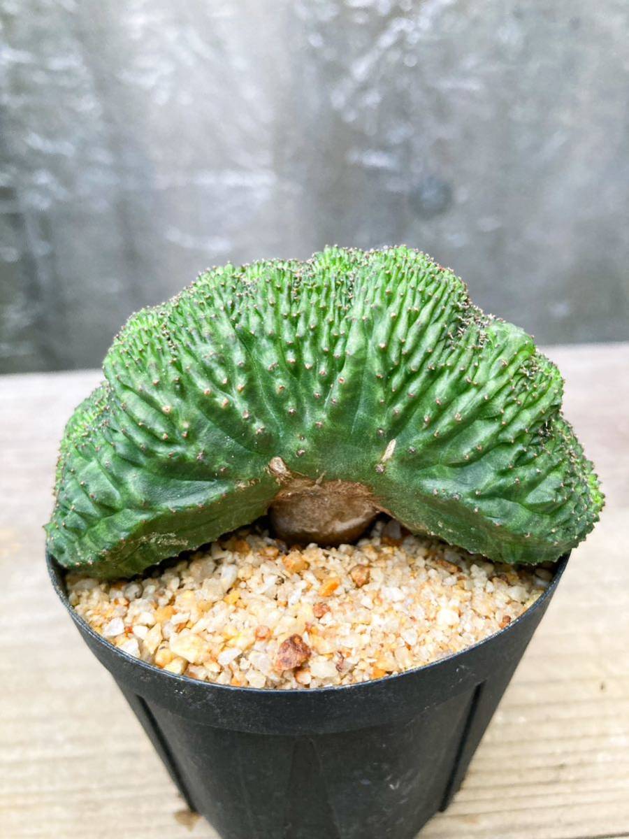 Euphorbia obesa F61【綴化・モンスト】ユーフォルビア オベサ_画像1