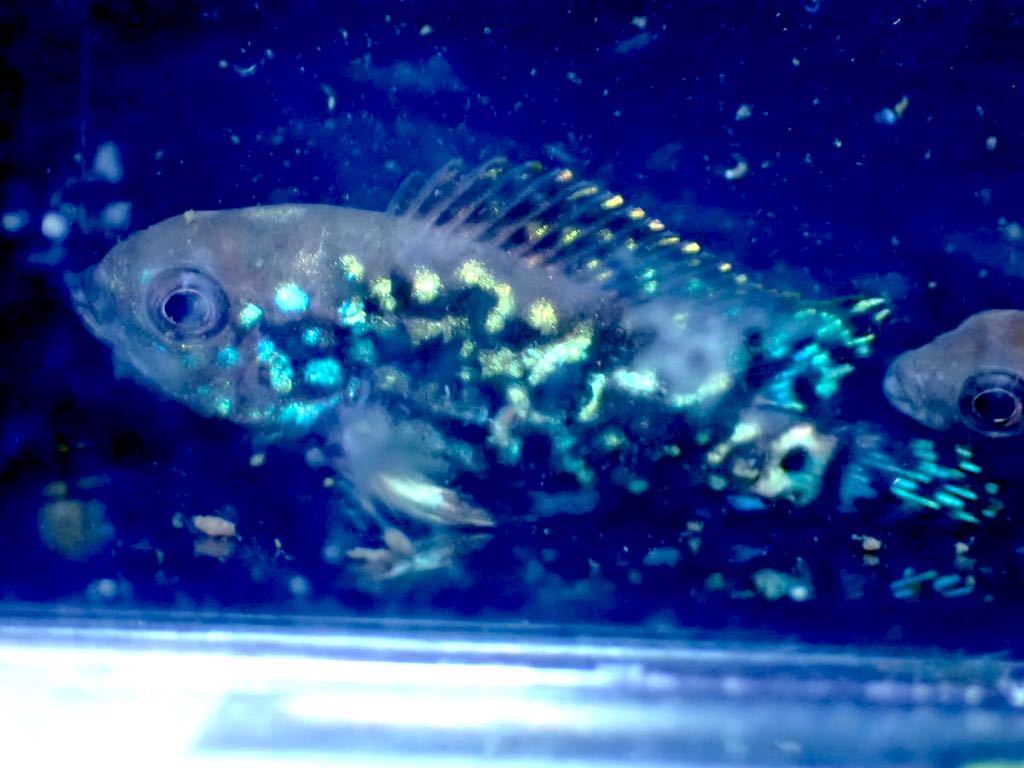 【New aquarium】【熱帯魚】エレクトリックブルージャックデンプシー ±3-4cm サンプル画像 シクリッド_画像4