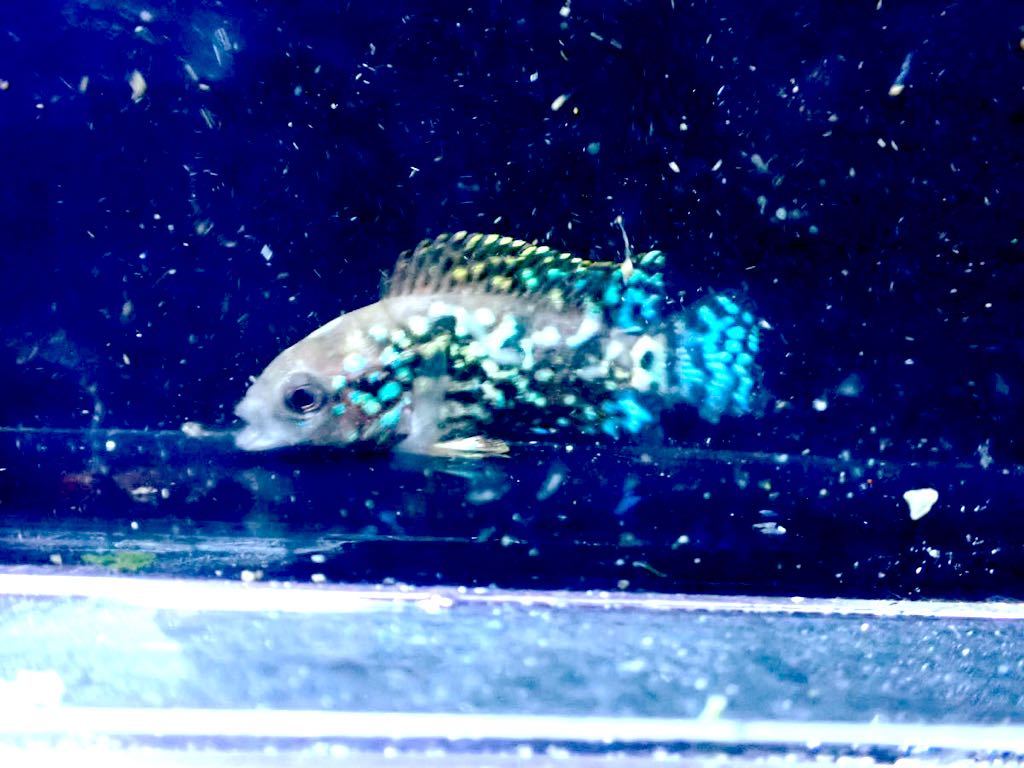 【New aquarium】【熱帯魚】エレクトリックブルージャックデンプシー ±3-4cm サンプル画像 シクリッド_画像2