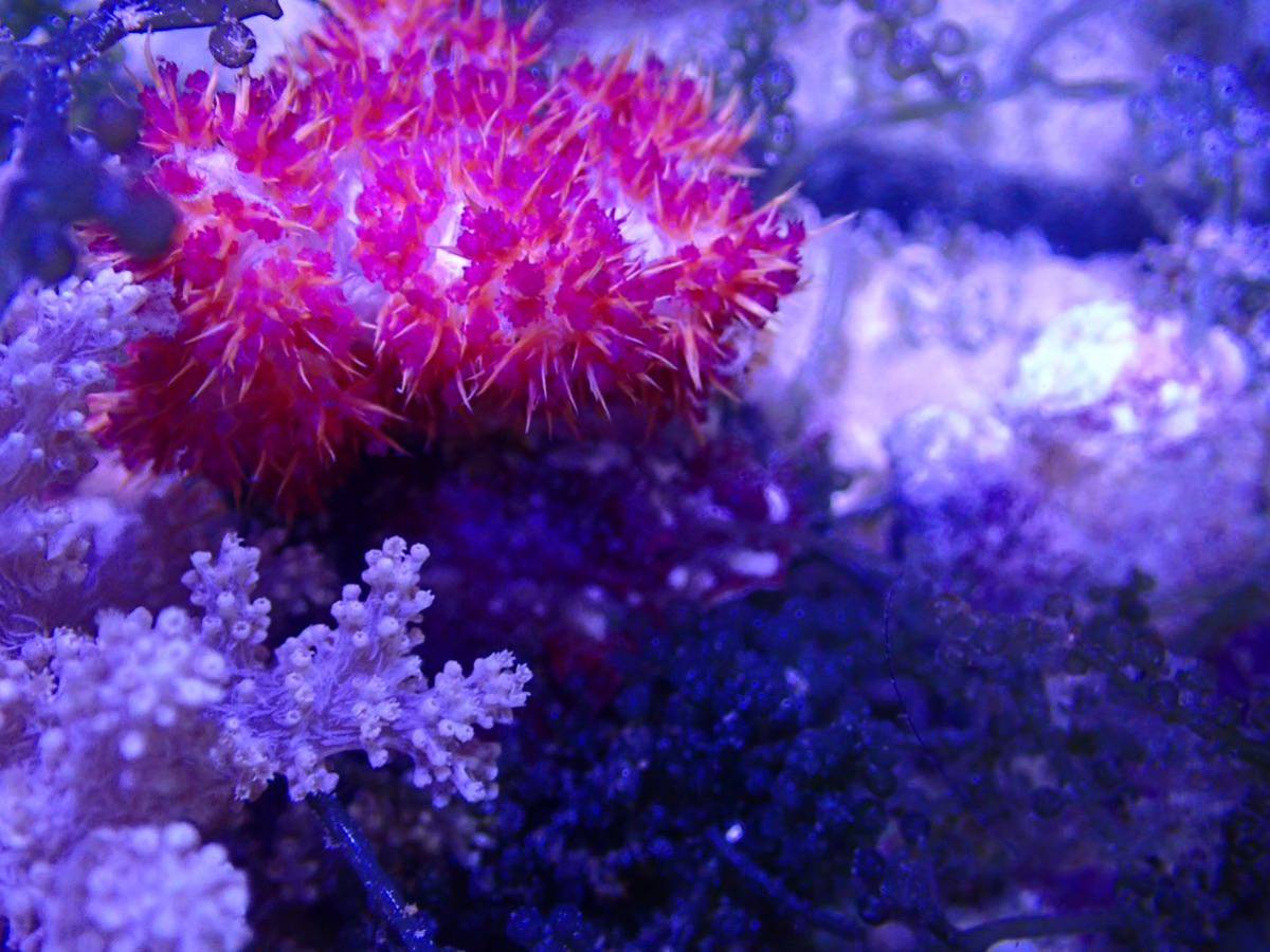 1円出品！【New aquarium】【サンゴ】オオトゲトサカ Mサイズ Ｎｏ．3 ±7-8cm 海水魚 個体販売 ソフトコーラル_画像2