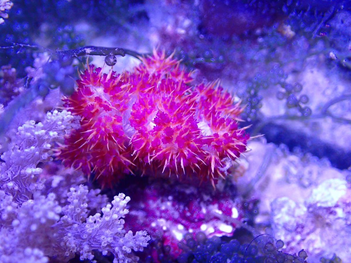 1円出品！【New aquarium】【サンゴ】オオトゲトサカ Mサイズ Ｎｏ．3 ±7-8cm 海水魚 個体販売 ソフトコーラル_画像3