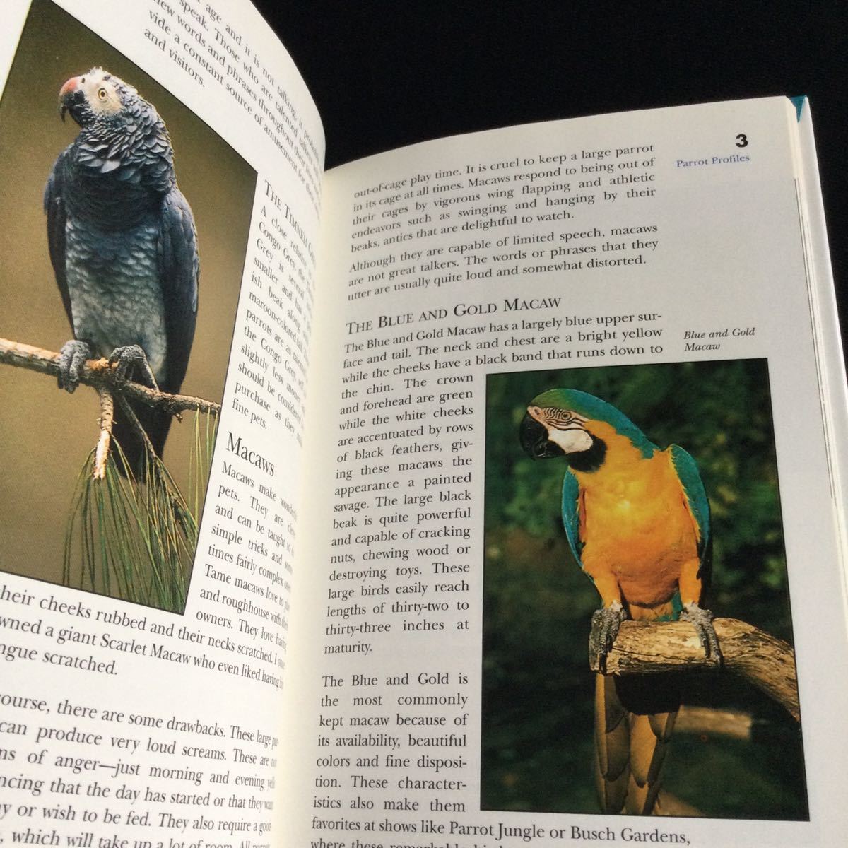 オウム 洋書 鳥類 英語 Parrot 鳥 Bird 図鑑 飼い方 ガイドブックの画像6