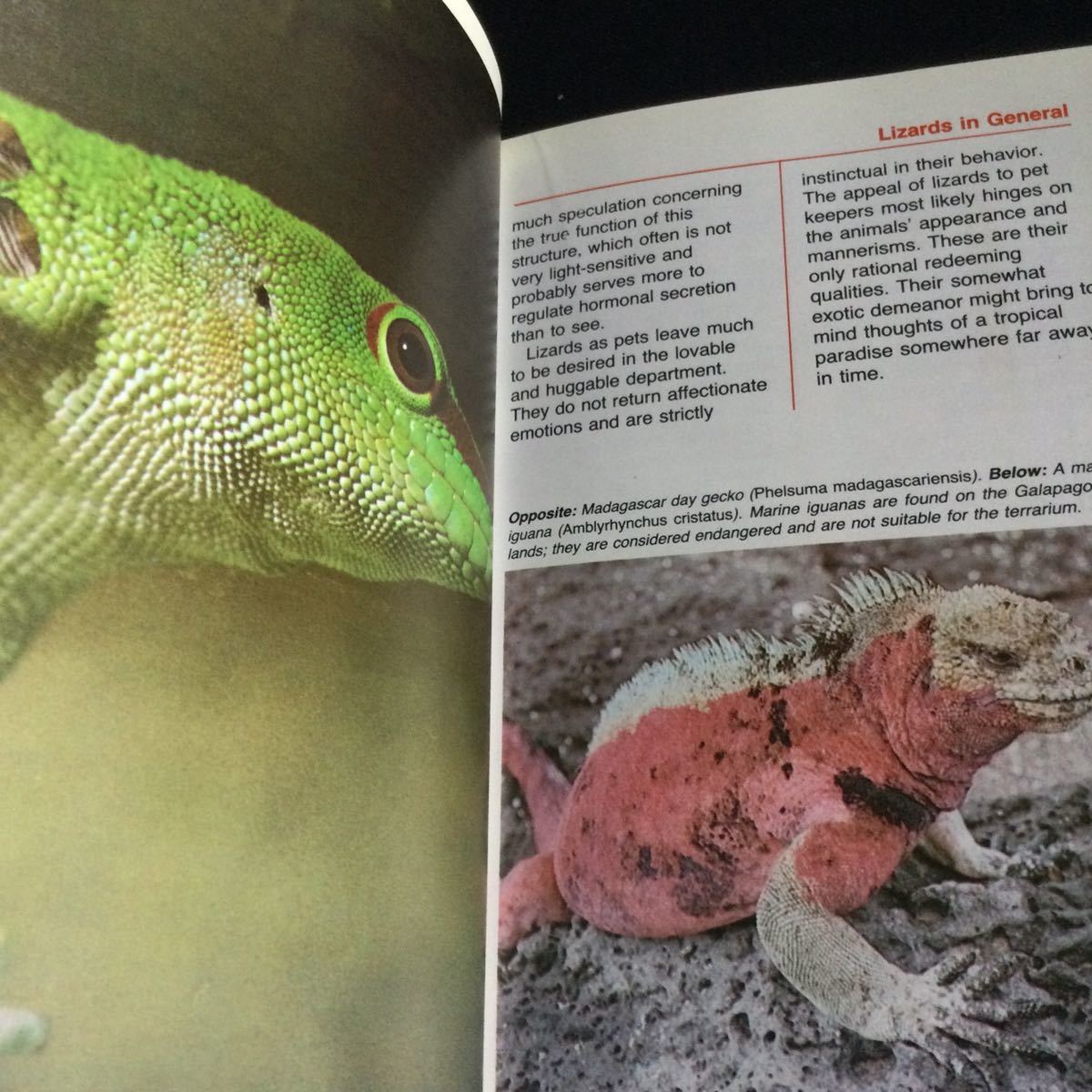  рептилии иностранная книга английский язык иллюстрированная книга ящерица ящерица Lizards путеводитель животное 