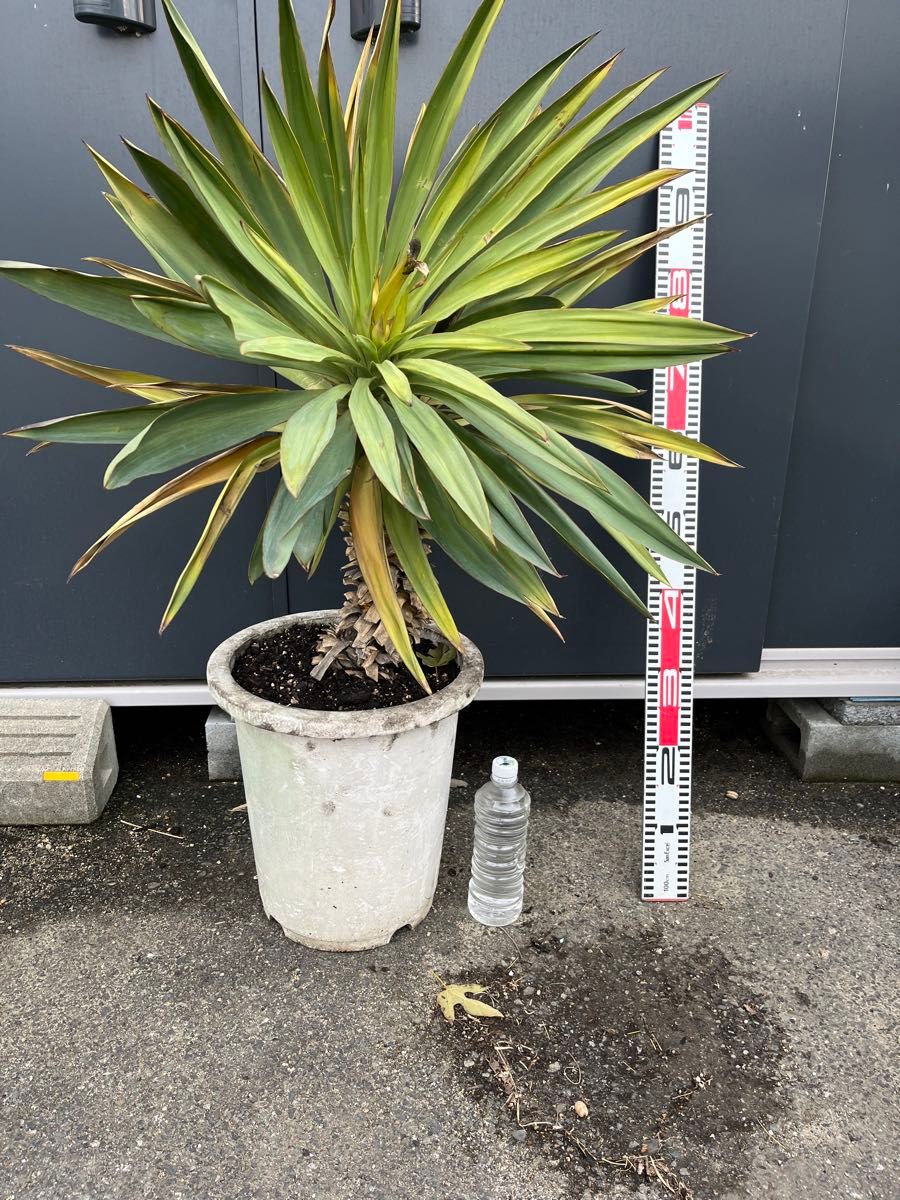 ユッカ グロリオサ 開花株 発根管理 切り枝|Yahoo!フリマ(旧 ユッカ グロリオサ 開花株 発根管理 切り枝|Yahoo!フリマ(旧