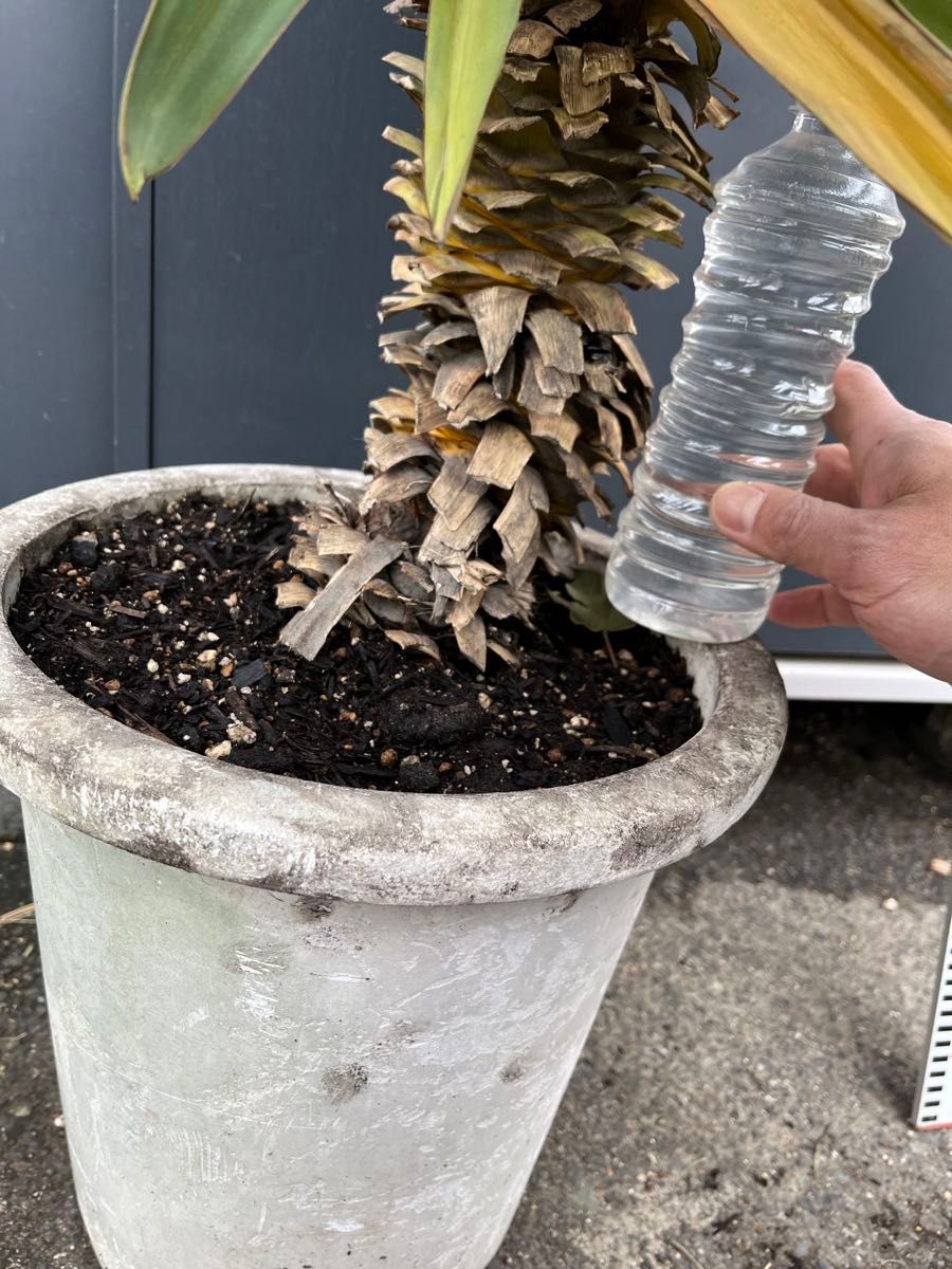ユッカ グロリオサ 開花株 発根管理 切り枝|Yahoo!フリマ(旧 ユッカ グロリオサ 開花株 発根管理 切り枝|Yahoo!フリマ(旧