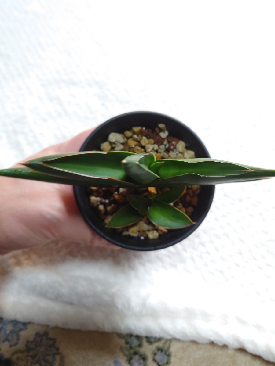 サンスベリア サワディー Sansevieria サンセベリア 観葉植物 多肉植物 アガベ サボテン パキポディウム_画像4