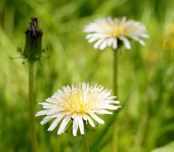 ■京都産　白花30粒＋黄花30粒　シロバナタンポポの種30粒＋カンサイタンポポの種30粒　Dandelion しろばなたんぽぽ　かんさいたんぽぽ_画像6