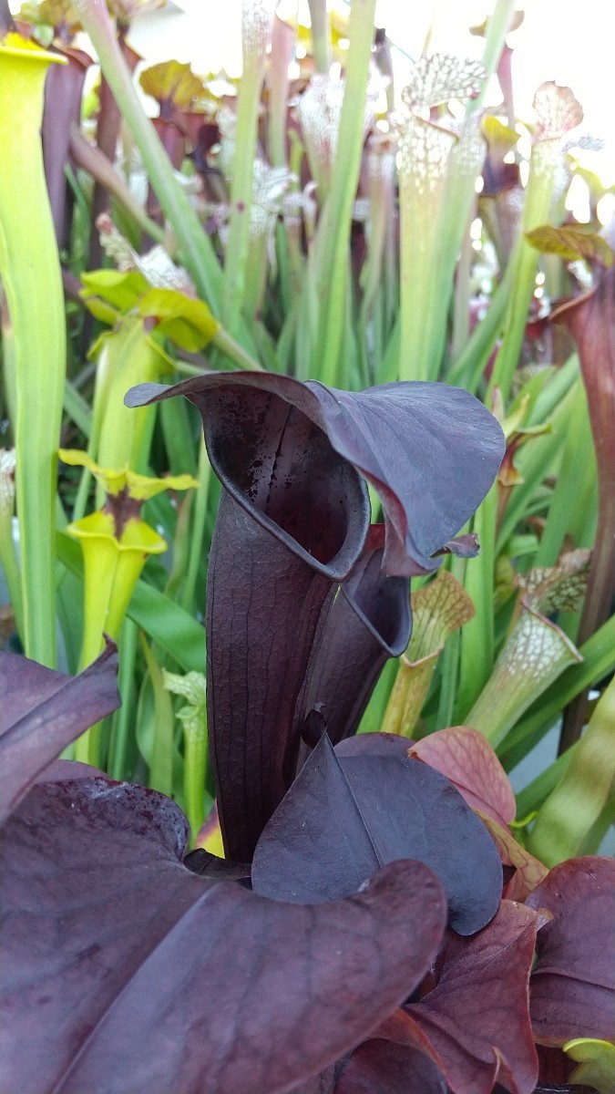 サラセニア ポペイ sarracenia popei ② 食虫植物_画像2