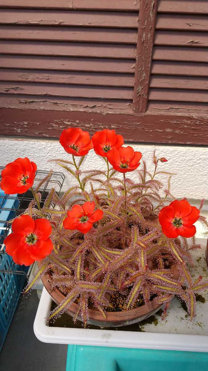 ドロセラ システィフロラ 赤花 R3 食虫植物 モウセンゴケ_画像4