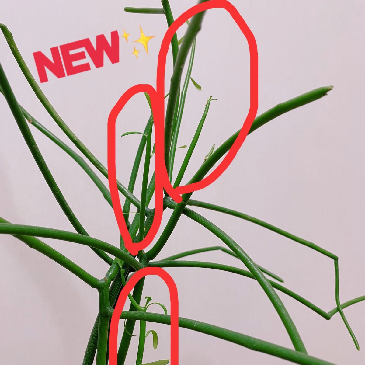 新芽どんどん　レア　ミルクブッシュ 成長スピード早め　40㎝　ユーフォルビア　観葉植物　鉢付き