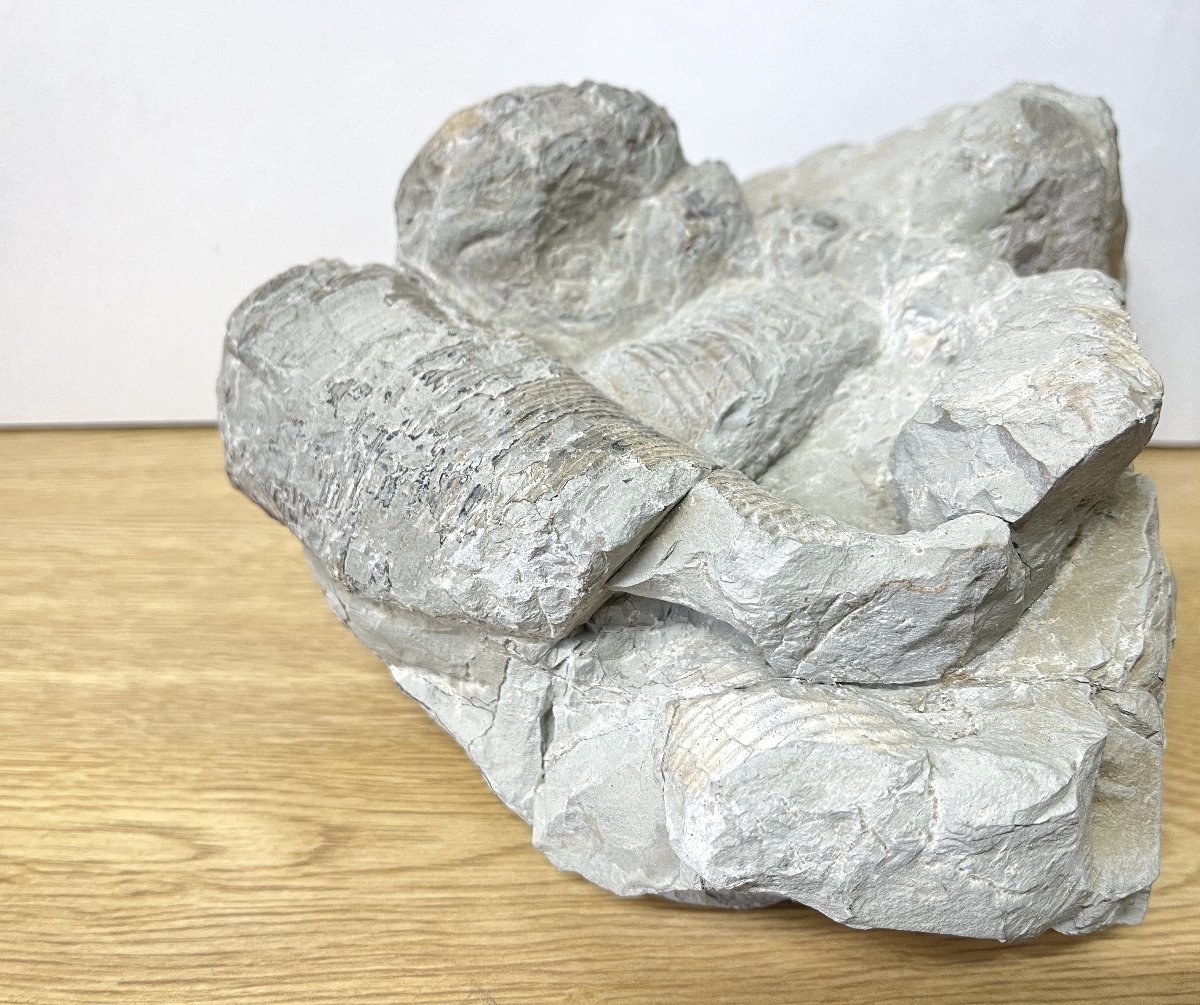 ■ アンモナイト 化石 穂別 サイズ約13×23×22㎝ 重量 約7.4Kg (B-1) ★_画像1