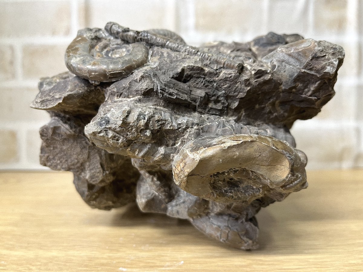 ■ アンモナイト 集合体 化石 穂別 サイズ約13×17×15㎝ 重量 約4.8Kg (A-9) ★_画像2