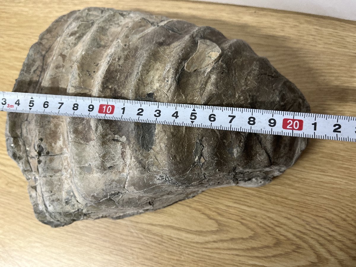 ■ イノセラムス? 詳細不明 化石 サイズ約7×21×17㎝ 重量 約2.8Kg (B-6) ★_画像7