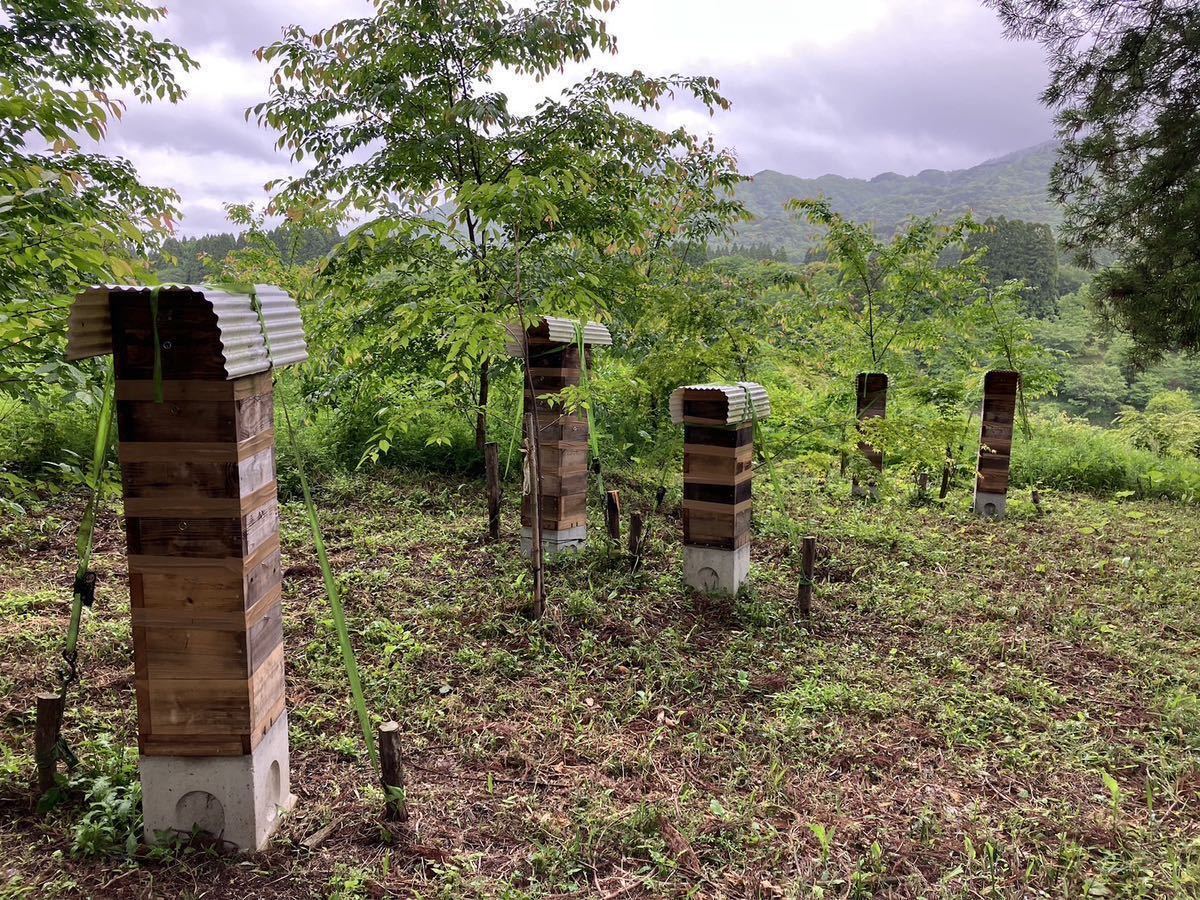 日本蜜蜂の巣の搾りかす３００g_画像4
