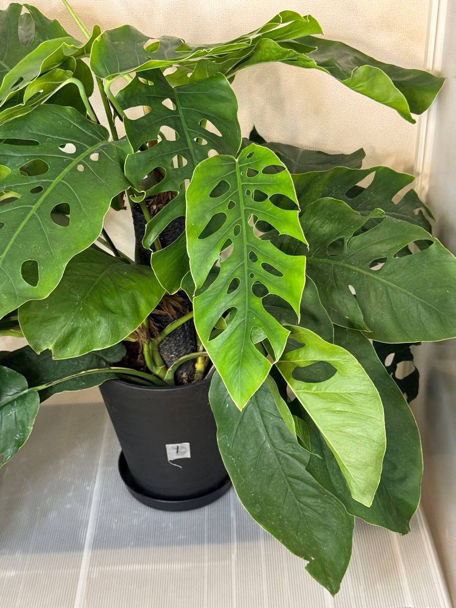 セール 希少 モンステラ デュビア 8号 人気の観葉植物 ①|Yahoo セール 希少 モンステラ デュビア 8号 人気の観葉植物 ①|Yahoo