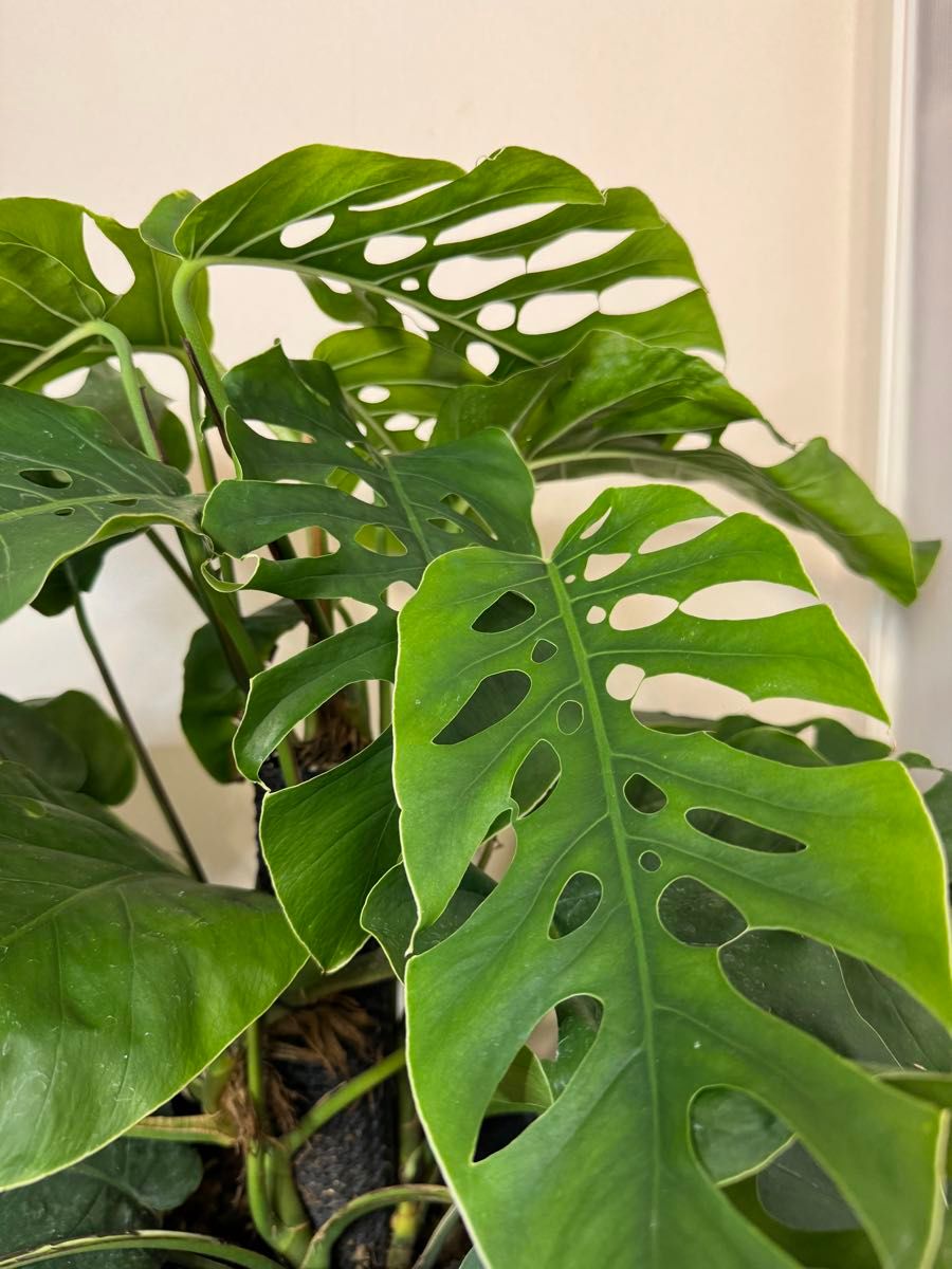 セール 希少 モンステラ デュビア 8号 人気の観葉植物 ①|Yahoo セール 希少 モンステラ デュビア 8号 人気の観葉植物 ①|Yahoo