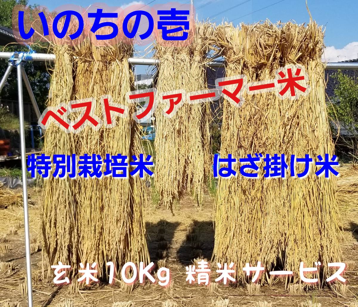 令5年南信州産 はざ掛け米 特別栽培米【いのちの壱】玄米10Ｋｇ（精米サービス）の画像1