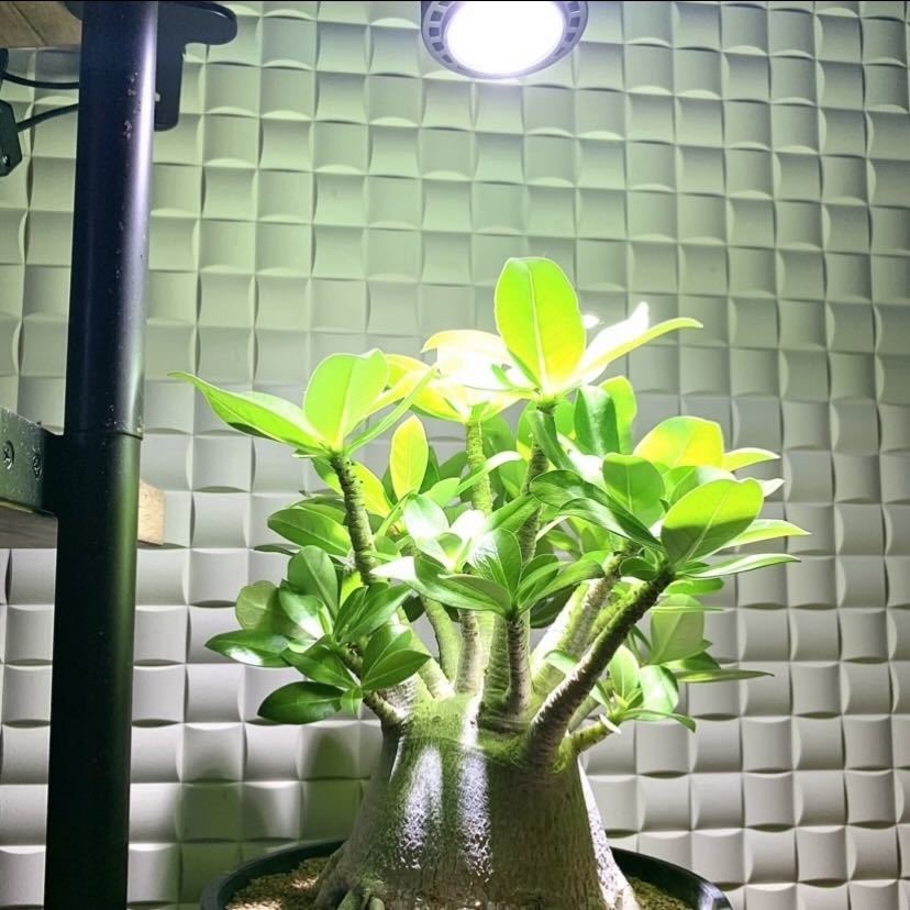 15W植物育成ライトGrowLight PAR20 6000K_画像6