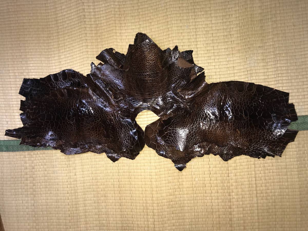 2. 海亀本皮革/デッドストック/巾35mm/全長115cm/黒 _参考画像　ウミガメ原皮です。