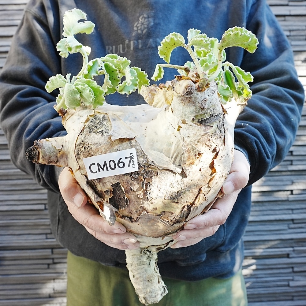 【CM067】特大・キフォステンマ・ウター・マクロプス（ベアルート株） 塊根植物　ほぼボーリングの玉のような大きさ！_画像1