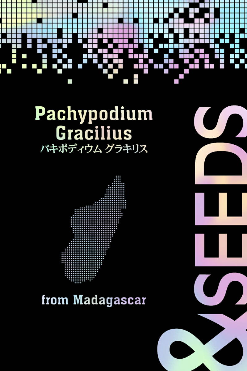 【20粒入り】種子 パキポディム・グラキリス Pachypodium Graciliusの画像4