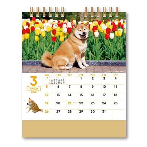 新日本カレンダー 卓上 柴犬まるとおさんぽ 2023年 カレンダー 卓上 CL23-0393 白_画像2
