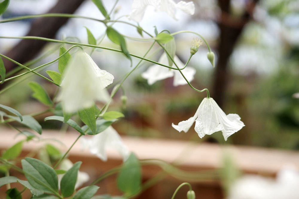 クレマチス　ビチセラ　ホーゲルビーホワイト　花の苗_画像1
