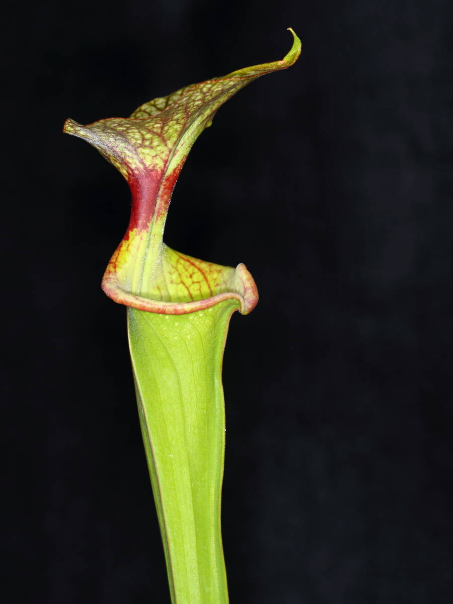 食虫植物 サラセニア 種 50粒 アラタ オルナタ alata var. ornata MK-A6 ♂アドリアンスラック_♂株