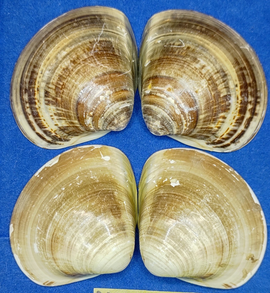 蛤 YMS−24-0223-1　60mm×8個　　江戸前　ハマグリ　貝殻　標本　材料_画像3