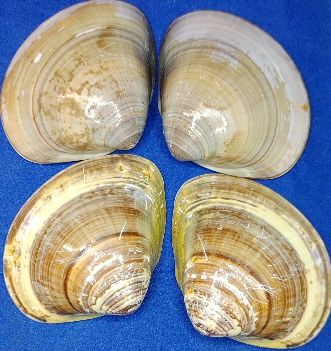 蛤 YMS−24-0223-1　60mm×8個　　江戸前　ハマグリ　貝殻　標本　材料_画像4