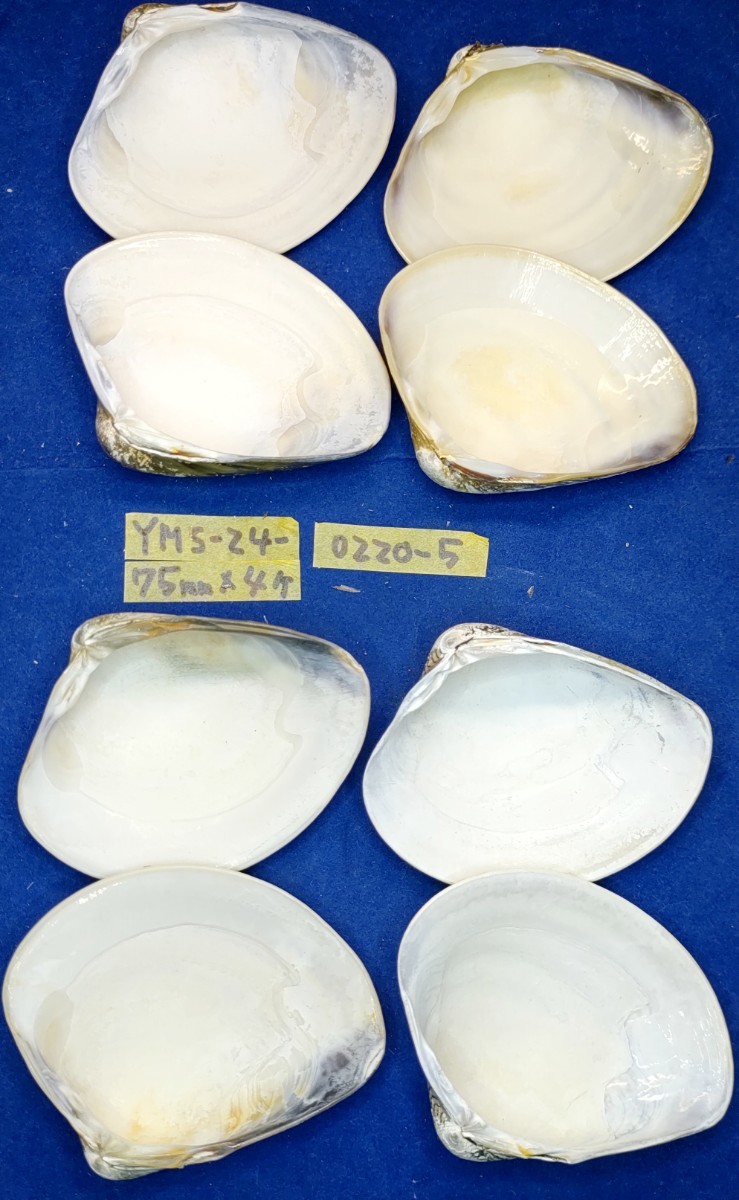 蛤YMS−24-0220-5　75mm×4個　　江戸前　ハマグリ　貝殻　標本　材料_画像6